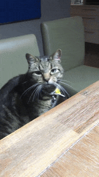 Odie GIF