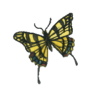 Butterfly Flying Sticker