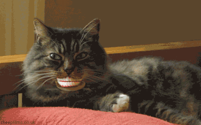 cat teeth GIF