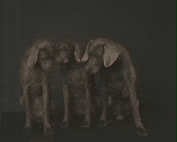 William Wegman Kiss GIF by Jason Clarke