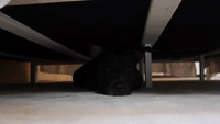 Pup Loves Hanging Out Under the Bed
