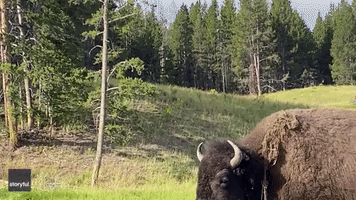 Wayne's World Reference Falls on Deaf Ears With Yellowstone Bison