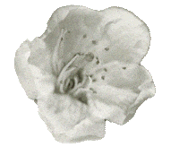 Blossomwatch Sticker by National Trust