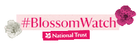 Blossomwatch Sticker by National Trust