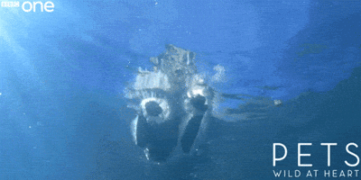 bbc one splash GIF by BBC