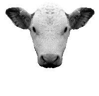 Go Vegan Sticker by Projekt Lebenslänglich