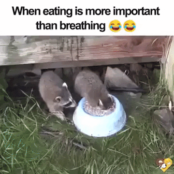 gif-vif giphyupload when eating is more important than breathing GIF