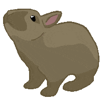 Look Bunny Sticker