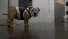 Butler Bulldogs Dog GIF by Butler University