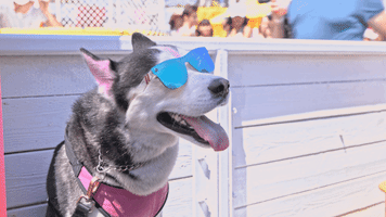 dog GIF