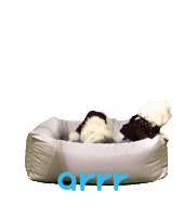 아르르 Sticker by arrr_official