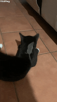 Kitten And Mouse Catch Each Other GIF by ViralHog