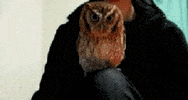 Owl Looking GIF