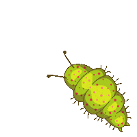 Insect Natura Sticker by entomologando