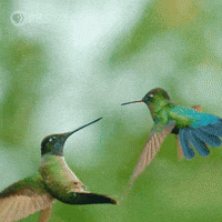 Pbs Nature Fly GIF by Nature on PBS