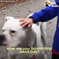dog GIF by The Dodo