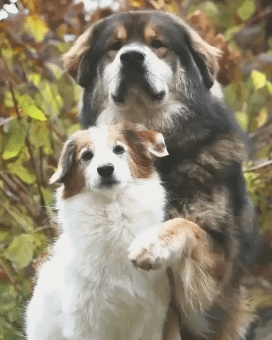 Dog Friends GIF by JustViral.Net