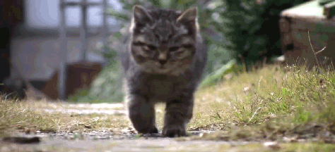 cat kitten GIF