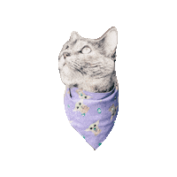 Tortie Luna The Cat Sticker by Geekster Pets
