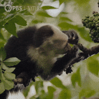 Hungry Costa Rica GIF by Nature on PBS