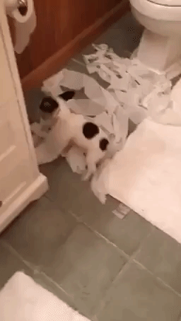 Mischievous Puppy Pretends Innocence