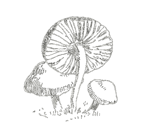 Art Illustration Sticker