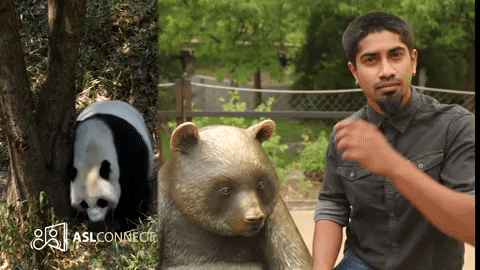 American Sign Language Panda GIF by ASL Connect