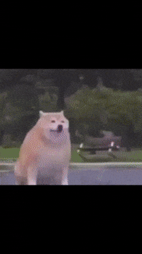 Disappear GIF
