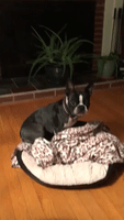 Cute Pupper Makes Her Bed All By Herself