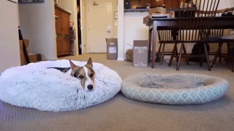 teodor0708 giphygifmaker new GIF