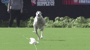Dog Running GIF by American Kennel Club