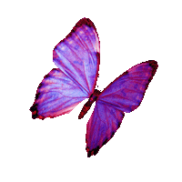 Butterfly Sticker by glamnetic