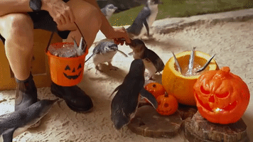 Penguins and Seals Enjoy Halloween Treats at Australian Aquarium