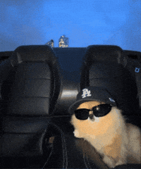 Dog Summer GIF