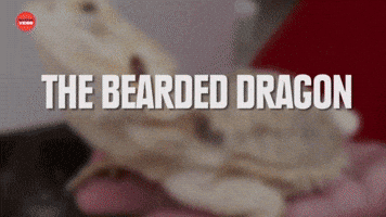 7 Weirdly Awesome Pets You Can Own