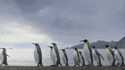 Squad Penguins GIF by Oceana