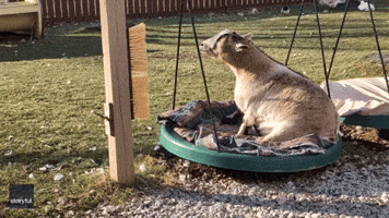 'So Cute': Goat Soaks Up Some Rays on Ohio Farm