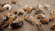 fox GIF