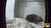 Play Time Baby GIF by Brookfield Zoo