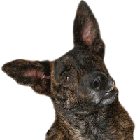 Ongs Sticker by GARRA