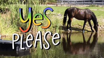 freerideequestrian lake horses horse girl farmlife GIF
