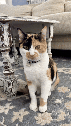 Cat Ai GIF
