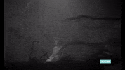tcm  GIF