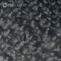 Pbs Nature Eyes GIF by Nature on PBS