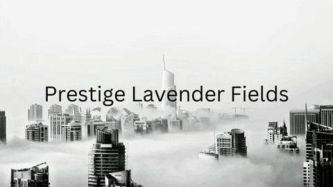 prestigelavenderfieldsreviews giphyupload prestigelavenderfields GIF