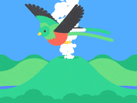 bird guatemala GIF by James Curran