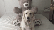 dog fun GIF