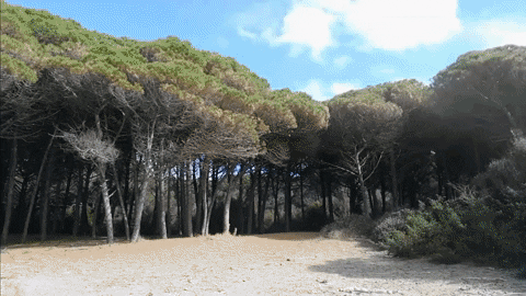 Simongip giphygifmaker GIF