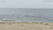 raz degan isola 12 GIF by Isola dei Famosi
