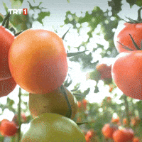 Angry Blush GIF by TRT